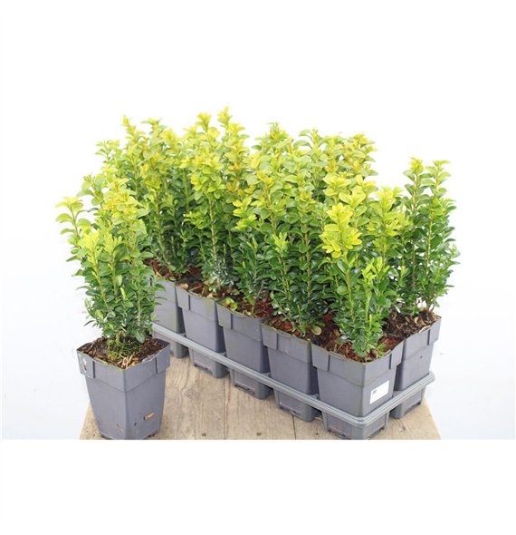 Buxus sempervirens Sempervirens Bush 40cm 11cm Q691