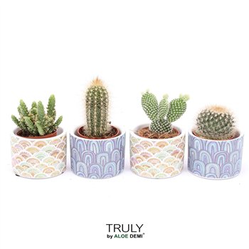 Kaktus mix TRULY  Happy 1 pp 11cm 7cm Q697