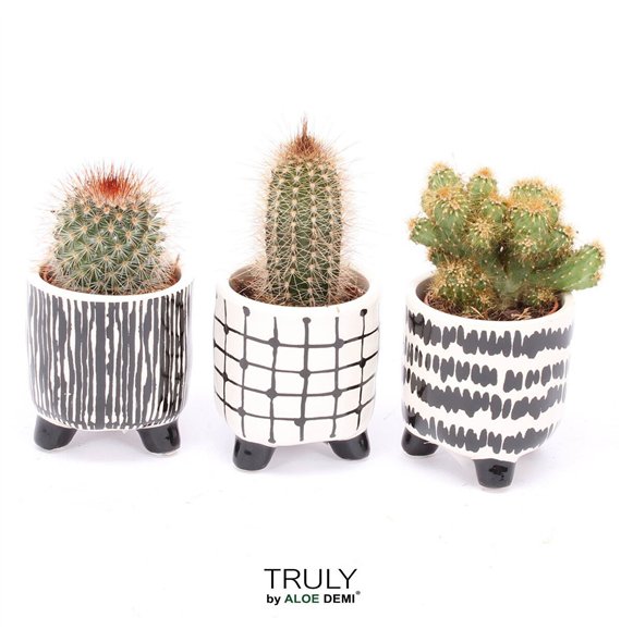 Kaktus mix TRULY  Black White 1 pp 11cm 7cm Q701