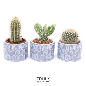 Kaktus mix TRULY  Wave 1 pp 7cm 7cm Q705