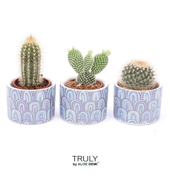 Kaktus mix TRULY  Wave 1 pp 7cm 7cm Q705