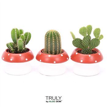 Kaktus mix TRULY  mushroom 1 pp 12cm 9cm Q706