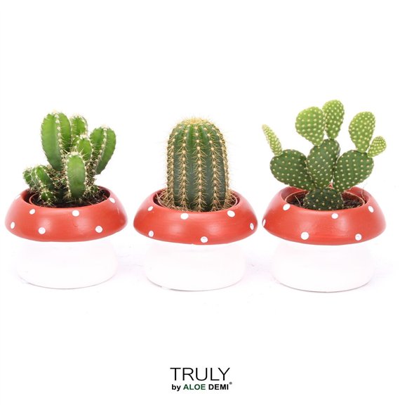 Kaktus mix TRULY  mushroom 1 pp 12cm 9cm Q706