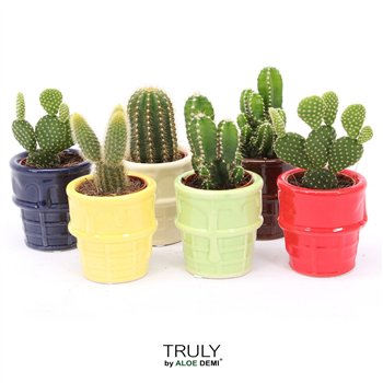 Kaktus mix TRULY  ice cream 1 pp 12cm 8cm Q710