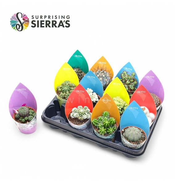 Kaktus mix Surprise® - Mix (Exclusive) 18cm 8.5cm Q712