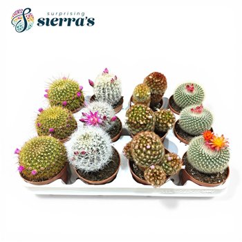 Kaktus bloeiend mix Sierras® - Flowering Mix (Deluxe) 20cm 8.5cm Q721