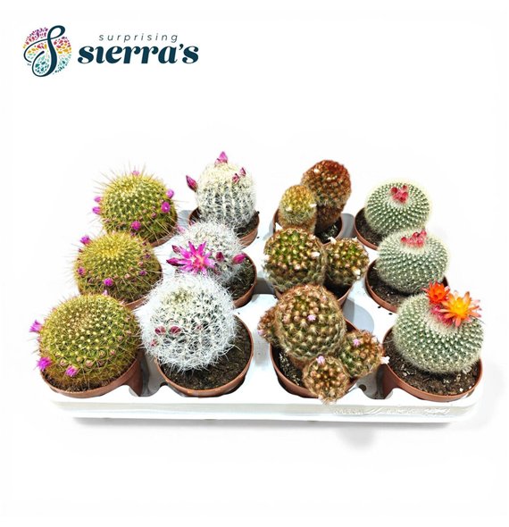 Kaktus bloeiend mix Sierras® - Flowering Mix (Deluxe) 20cm 8.5cm Q721
