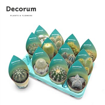 Kaktus mix Mix (12spc ) (decorum)1 pp 18 18cm 8.5cm Q723