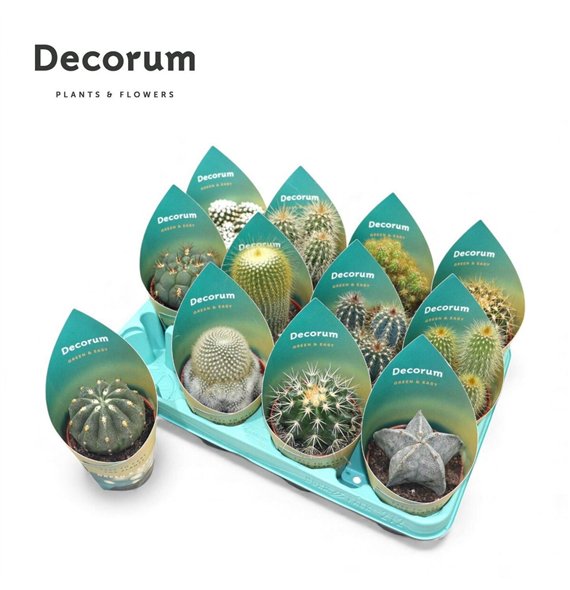 Kaktus mix Mix (12spc ) (decorum)1 pp 18 18cm 8.5cm Q723