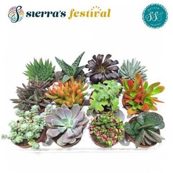 Sukulente Succulent Mix Festival® (deluxe) 15cm 8.5cm Q785