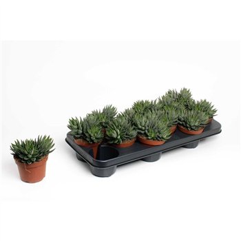 Haworthia Zebrina 15cm 10.5cm Q832