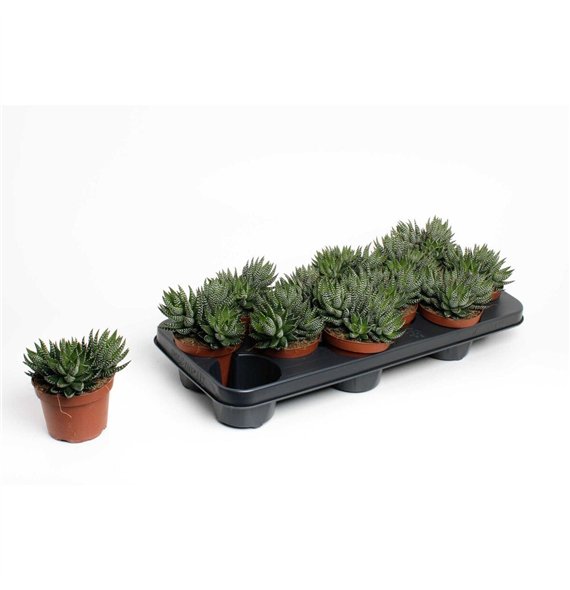 Haworthia Zebrina 15cm 10.5cm Q832