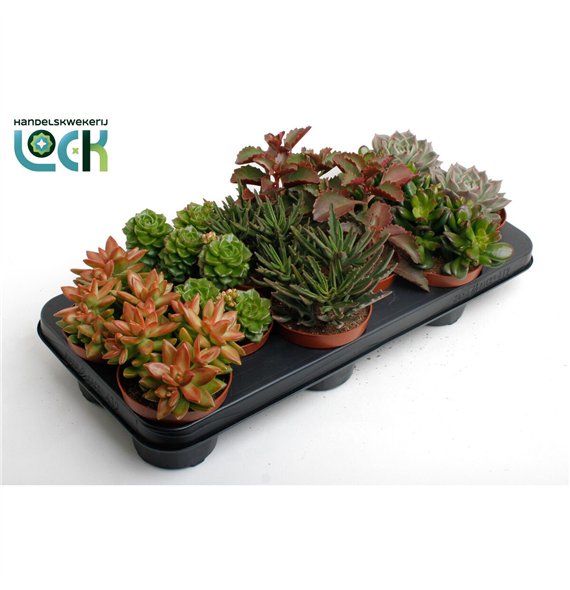 Sukulente Herfst Mix 15cm 10.5cm Q852