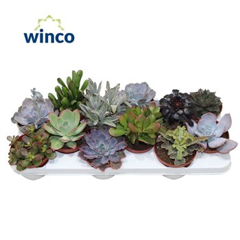 Sukulente Mix 21cm 10.5cm Q885