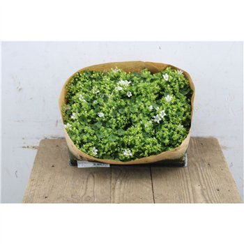 Campanula portenschlagiana Blue Take Port White Mini 10cm 5.5cm Q1037