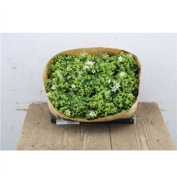 Campanula portenschlagiana Blue Take Port White Mini 10cm 5.5cm Q1037