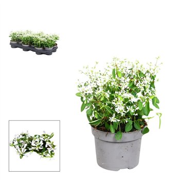 Euphorbia Loreen Compact White Euphorbia- 10 5 cm - white2 fl  12 diameter 15cm 10.5cm Q1039