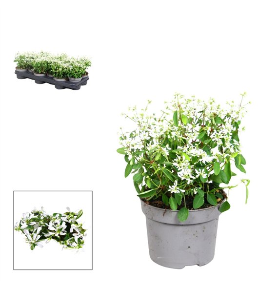 Euphorbia Loreen Compact White Euphorbia- 10 5 cm - white2 fl  12 diameter 15cm 10.5cm Q1039