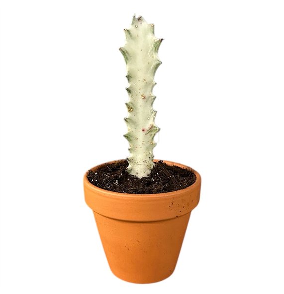 Plants Euphorbia Lactea White Ghost 1 pp 15cm 8cm Q1048