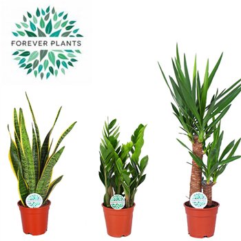 Miks lončnic green Mix Easy Care p17 1 pp 60cm 17cm Q1057