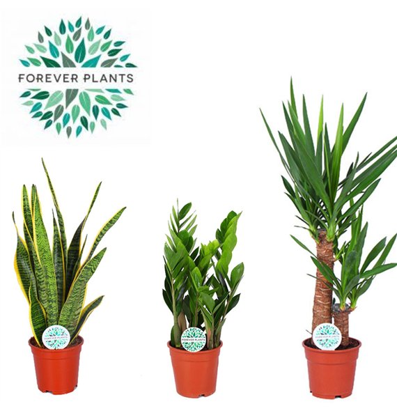 Miks lončnic green Mix Easy Care p17 1 pp 60cm 17cm Q1057