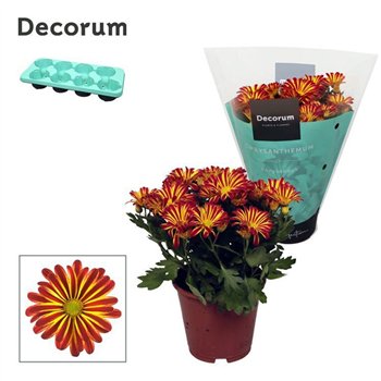 Krizantema rainbow circus Chrysanne® Margarita Bicolor Flame3 pp 25cm 13cm Q1105