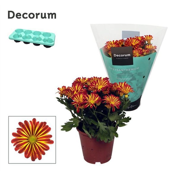 Krizantema rainbow circus Chrysanne® Margarita Bicolor Flame3 pp 25cm 13cm Q1105