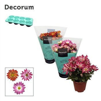 Krizantema ind  tweekleurige mix Chrysanne® Margarita Bicolor Mix3 pp 25cm 13cm Q1114