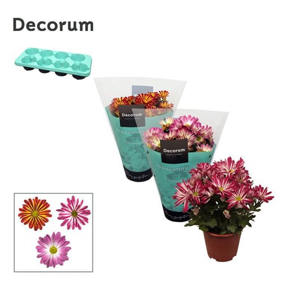 Krizantema ind  tweekleurige mix Chrysanne® Margarita Bicolor Mix3 pp 25cm 13cm Q1114
