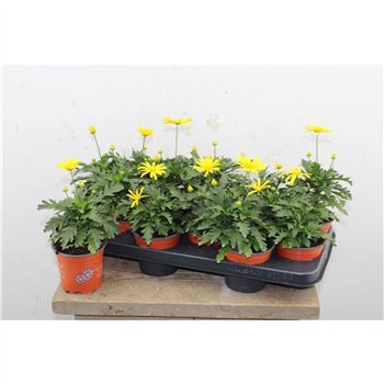 Euryops chrysanthemoides sonnenschein Sonneschein 20cm 10.5cm Q1123