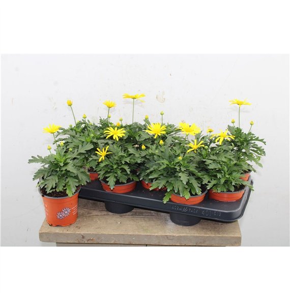 Euryops chrysanthemoides sonnenschein Sonneschein 20cm 10.5cm Q1123