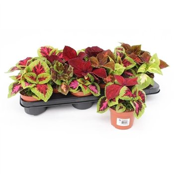 Coleus blumei grp wizard mix Blumei Wizard Siernetel1 pp 17cm 10.5cm Q1172