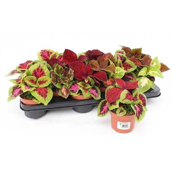 Coleus blumei grp wizard mix Blumei Wizard Siernetel1 pp 17cm 10.5cm Q1172