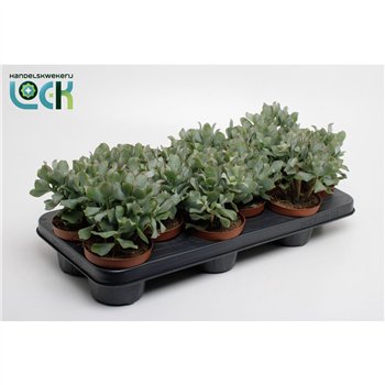 Crassula Arborensis Cristaat 15cm 10.5cm Q1224