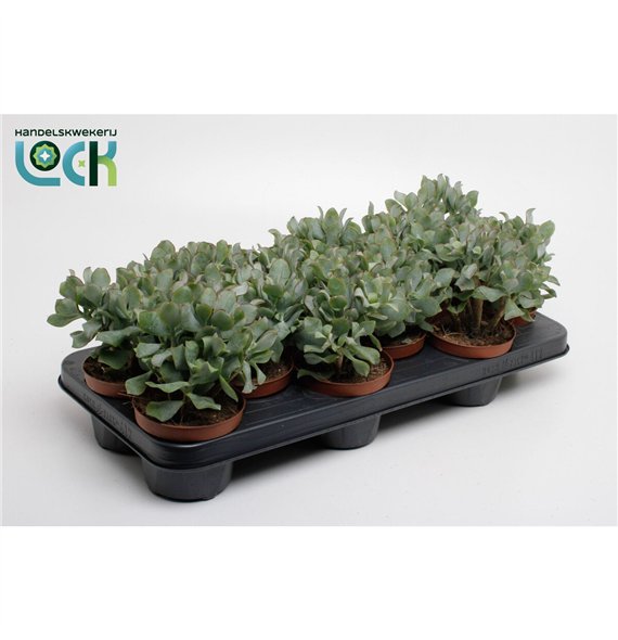 Crassula Arborensis Cristaat 15cm 10.5cm Q1224