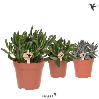 Crassula mix Kolibri Greens Sukulente mix1 pp 26cm 12cm Q1226