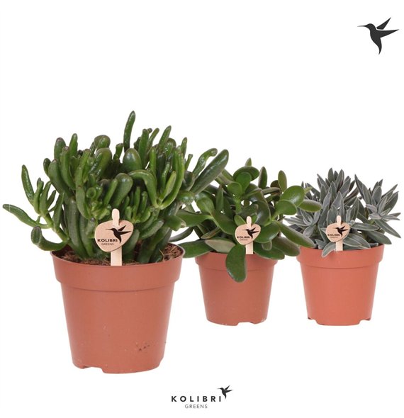 Crassula mix Kolibri Greens Sukulente mix1 pp 26cm 12cm Q1226