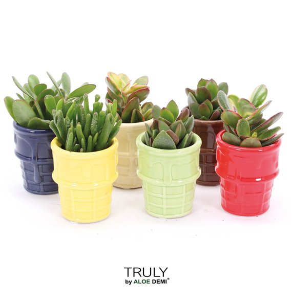 Crassula mix TRULY  ice cream 1 pp 12cm 8cm Q1231