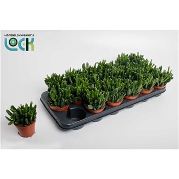 Crassula ovata horn tree Horn Tree 15cm 8.5cm Q1238