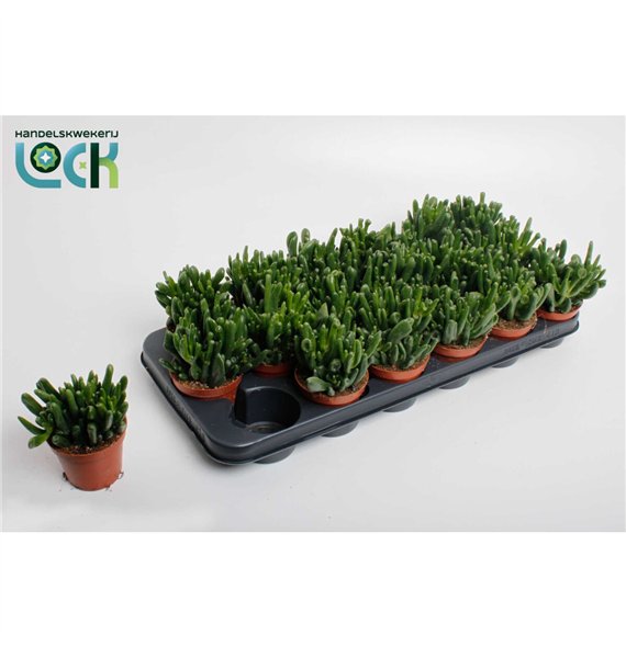 Crassula ovata horn tree Horn Tree 15cm 8.5cm Q1238