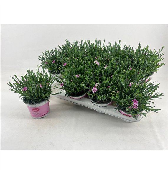 Dianthus diantica pink kisses Pink Kisses1 pp 25cm 12cm Q1294