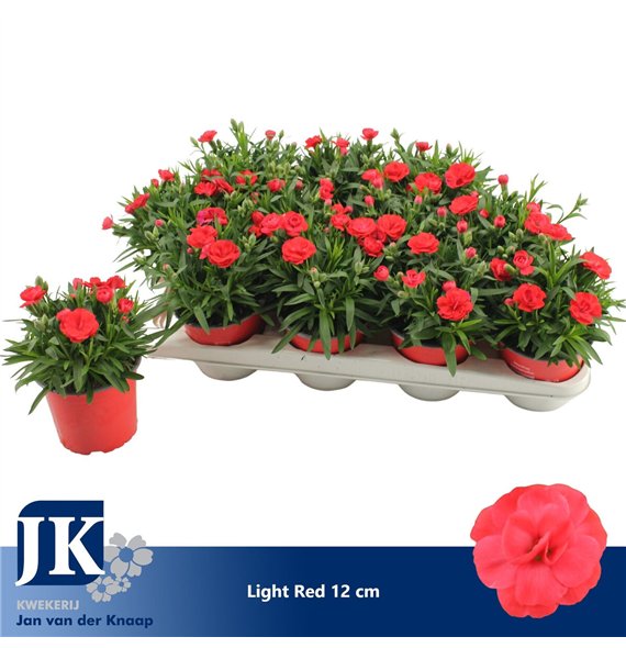 Dianthus oscar red P12 Light Red TST1 pp 22cm 12cm Q1299