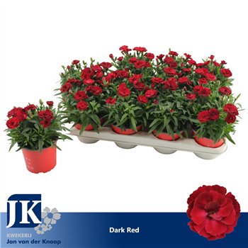 Dianthus oscar dark red P12 Dark Red TST1 pp 22cm 12cm Q1300