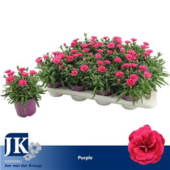 Dianthus oscar purple wings P12 Purple TST1 pp 22cm 12cm Q1301