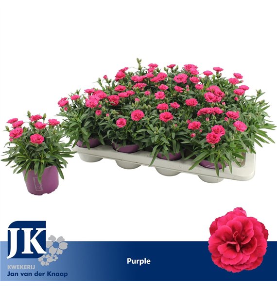 Dianthus oscar purple wings P12 Purple TST1 pp 22cm 12cm Q1301