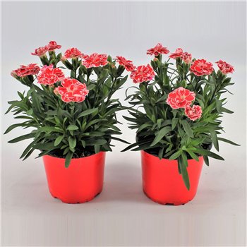 Dianthus oscar white and red P12 White Red Bicolor TST1 pp 22cm 12cm Q1303