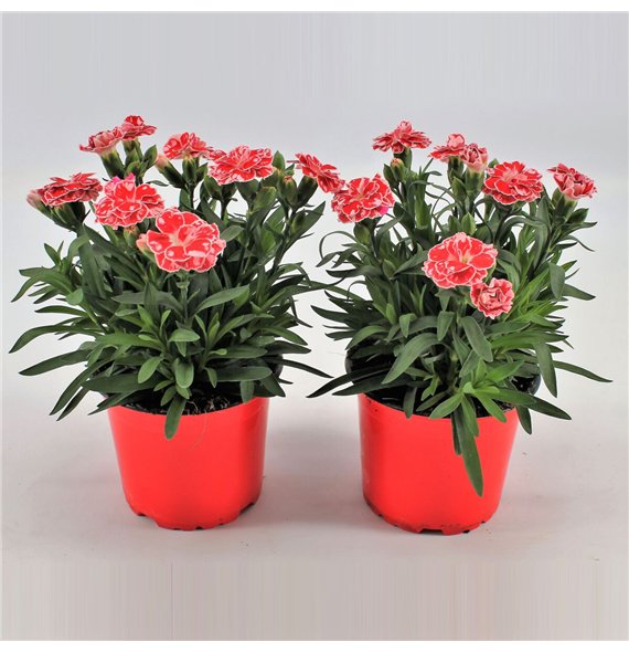 Dianthus oscar white and red P12 White Red Bicolor TST1 pp 22cm 12cm Q1303