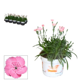 Dianthus diantica peach party - 10 5 cm PEACH PARTY (salmon)1 pp 1 fl 21cm 10.5cm Q1304