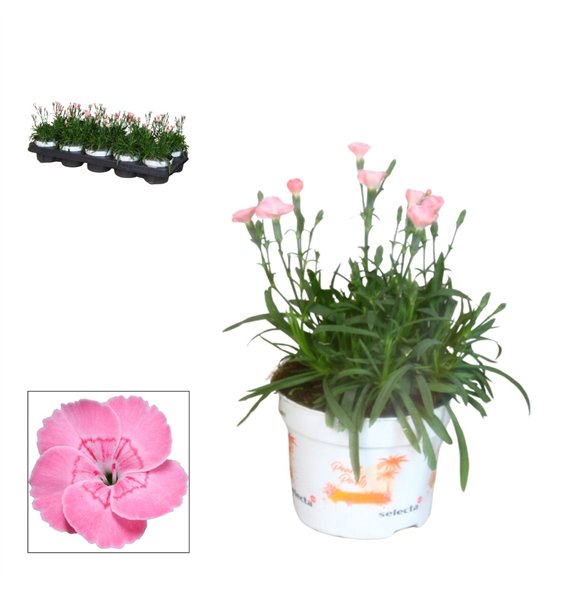 Dianthus diantica peach party - 10 5 cm PEACH PARTY (salmon)1 pp 1 fl 21cm 10.5cm Q1304