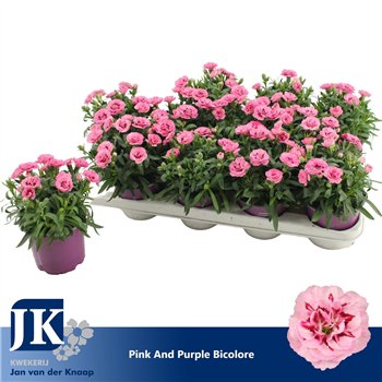 Dianthus oscar pink and purple P12 Pink Purple Bicolor TST1 pp 22cm 12cm Q1305